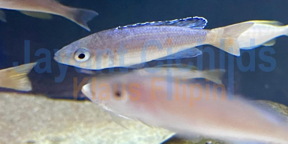 Cyprichromis leptosoma rainbow Cap Tembwe