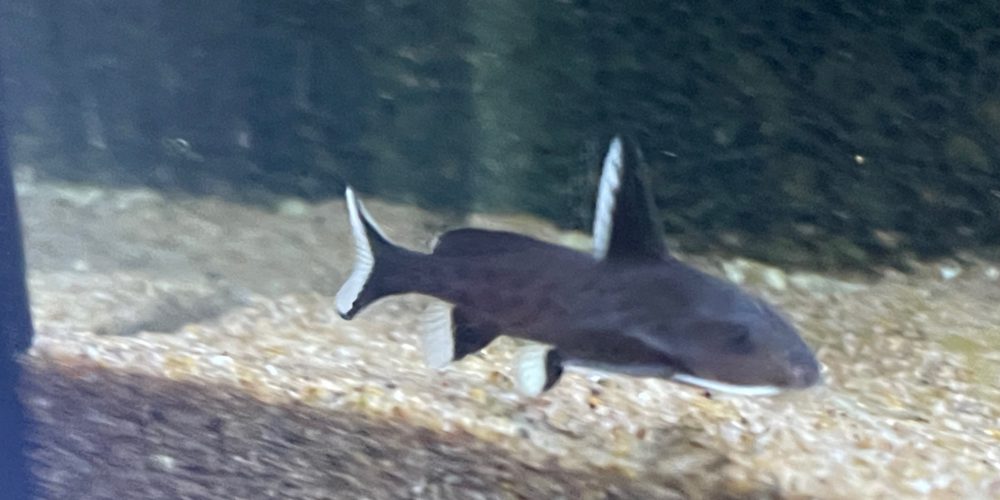 Synodontis Granulosus f1 the first in Europe