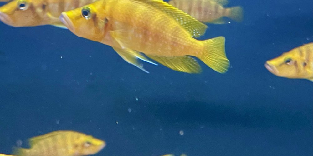 Altolamprologus Compressiceps Rubumba Mandarin đ