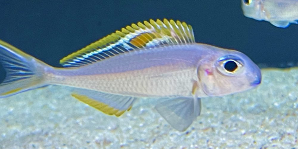 Xenotilapia red princes