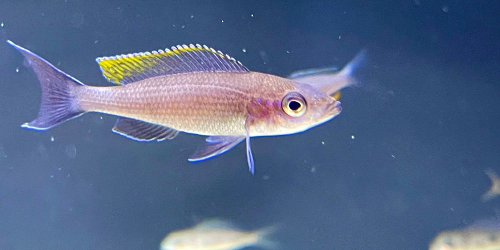 Paracyprichromis Brieni Bilila new in stock