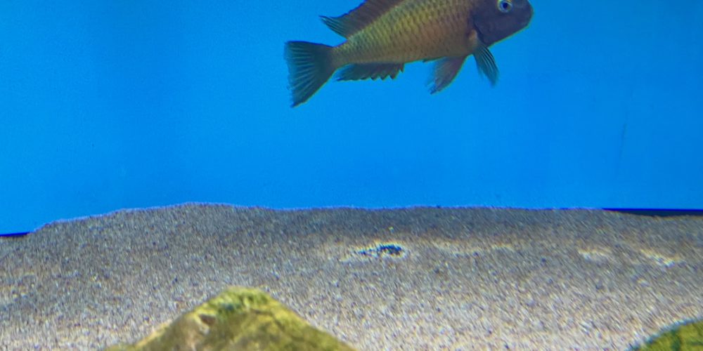 Tropheus Ilangi wc