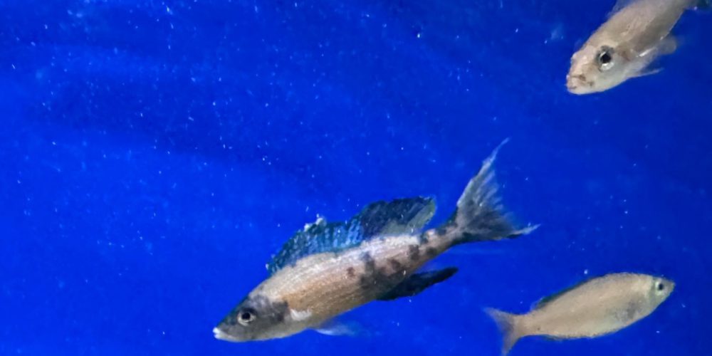 Paracyprichromis milima ob