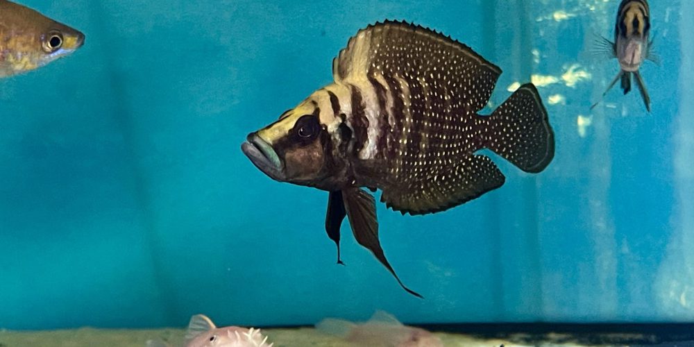 Altolamprologus black moba