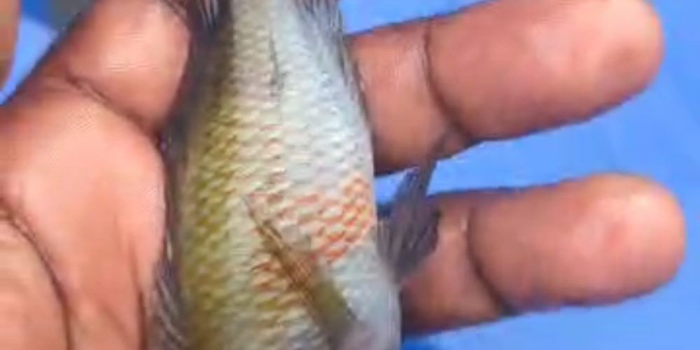 Tropheus Zadeni