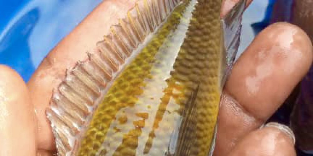 Tropheus mbita lemon