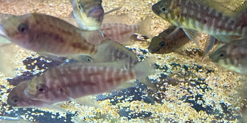 Petrochromis Red bulu Point