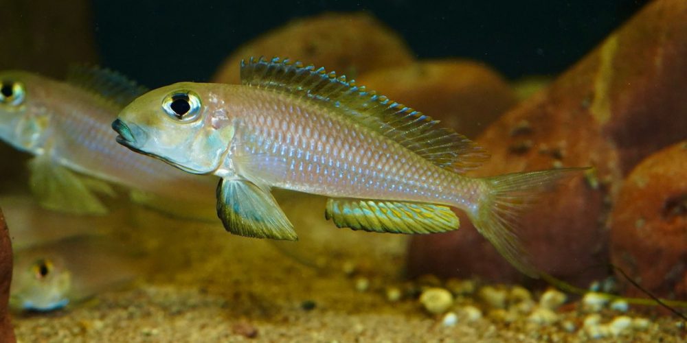 Xenotilapia boulengeri Isanga