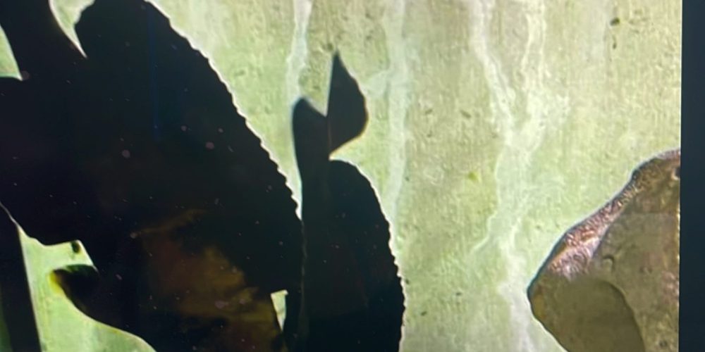 Microlepidotus black Kavalla