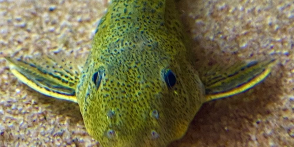 Synodontis melanostictus wf