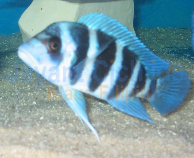 Cyphotilapia frontosa Blue Zaire