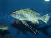 Ophthalmotilapia ventralis Kongo
