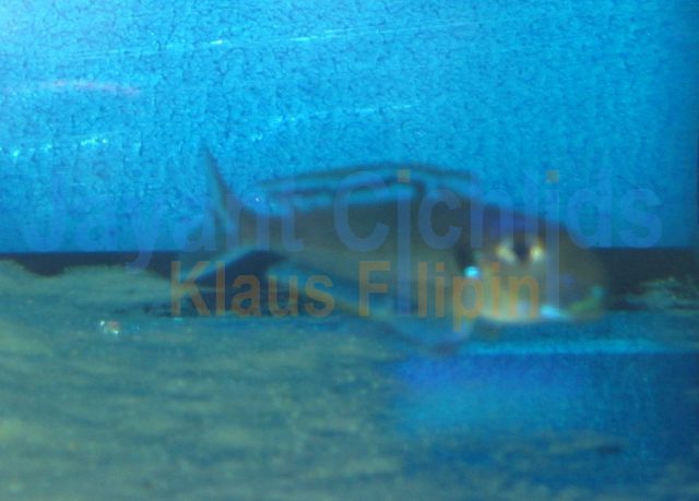 Xenotilapia bathyphilus Burundi