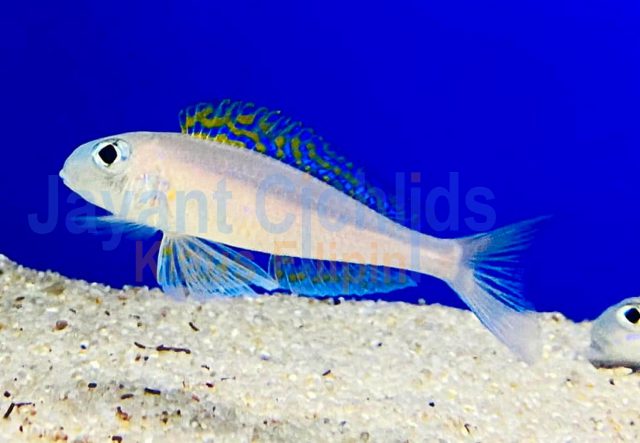 Xenotilapia flavipinnis kakunga