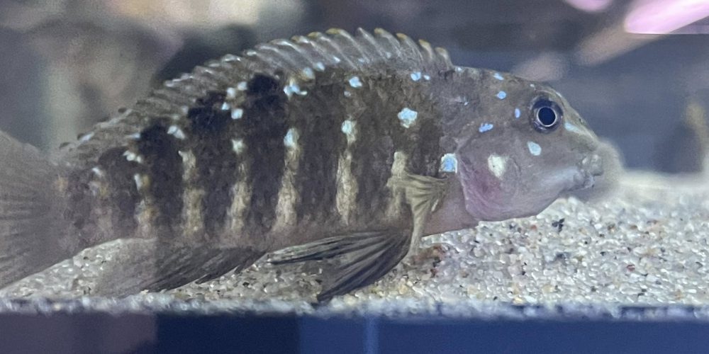 Tanganicodus Mabilibili wf