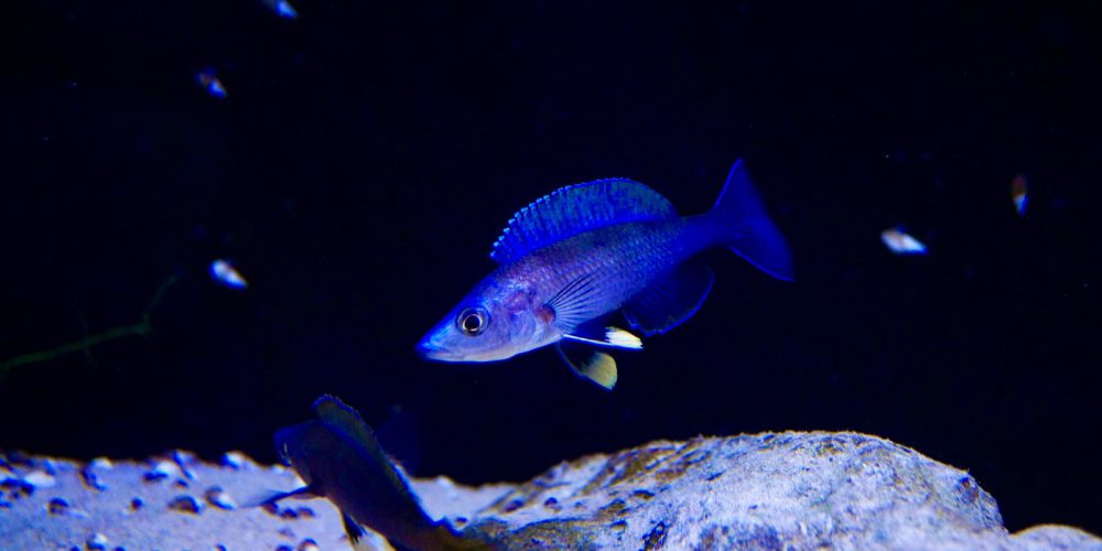 Cyprichromis leptosoma Blue  Mahale  wf