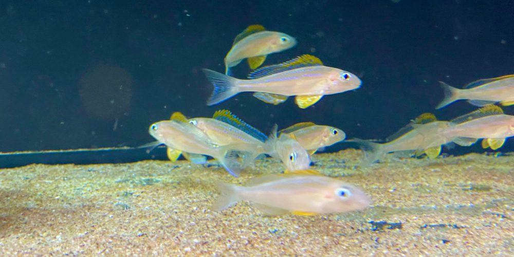 Xenotilapia papilio  Kanoni