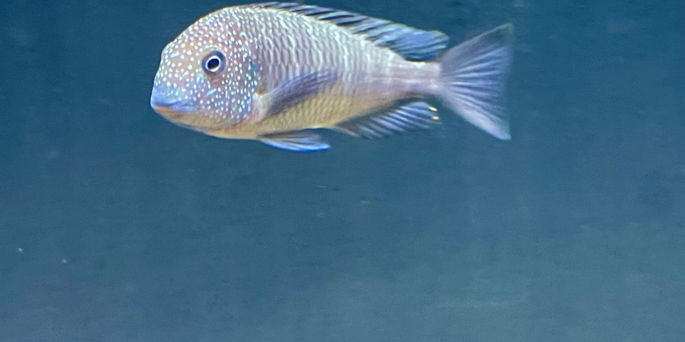 Tropheus murago Tanzania WF42,50 €