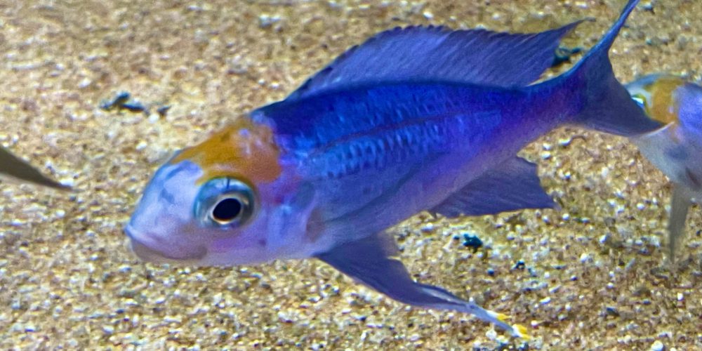 Opthalmotilapia Ventralis orange 🍊 cap