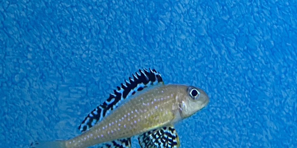 Xenotilapia papilio  Tembwe