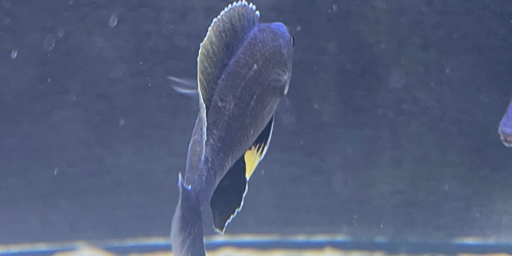 Cyprichromis leptosoma Blue  Mahale