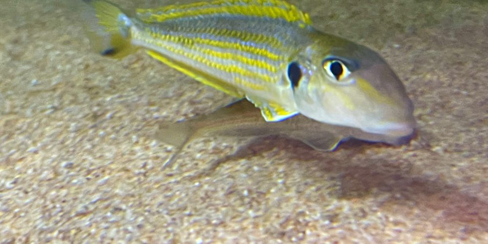 Xenotilapia ochogenys Karilani wf