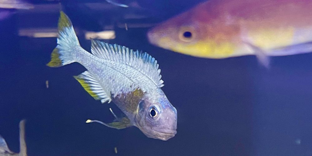 Opthalmotilapia Ventralis  Kalubamba