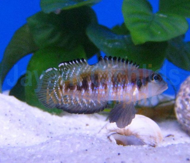 Lamprologus speciosus