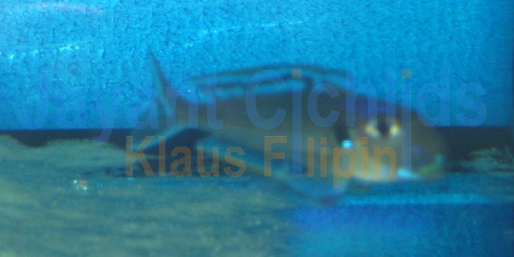 Xenotilapia bathyphilus Burundi