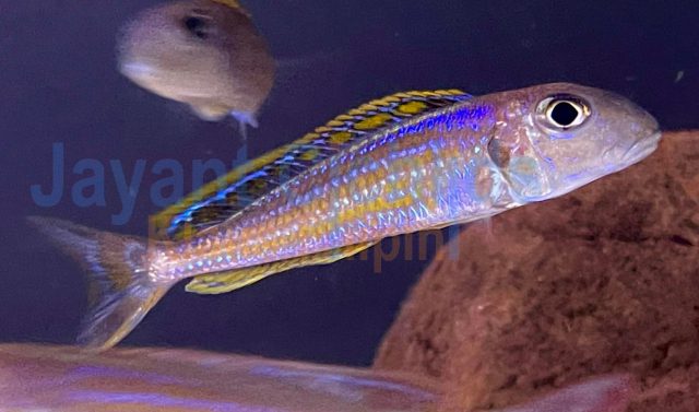 Xenotilapia ochrogenys Karilani