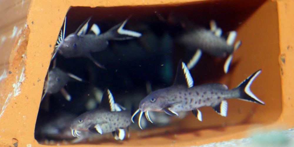 Synodontis granulosus