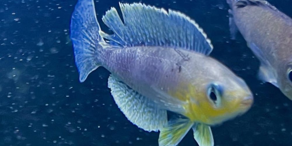 Cyprichromis sp. ‚leptosoma jumbo‘ Mahale WF