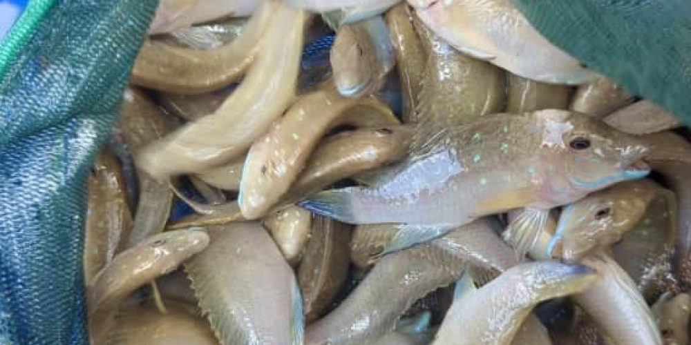 Spathodus Kigoma wf 30.90€