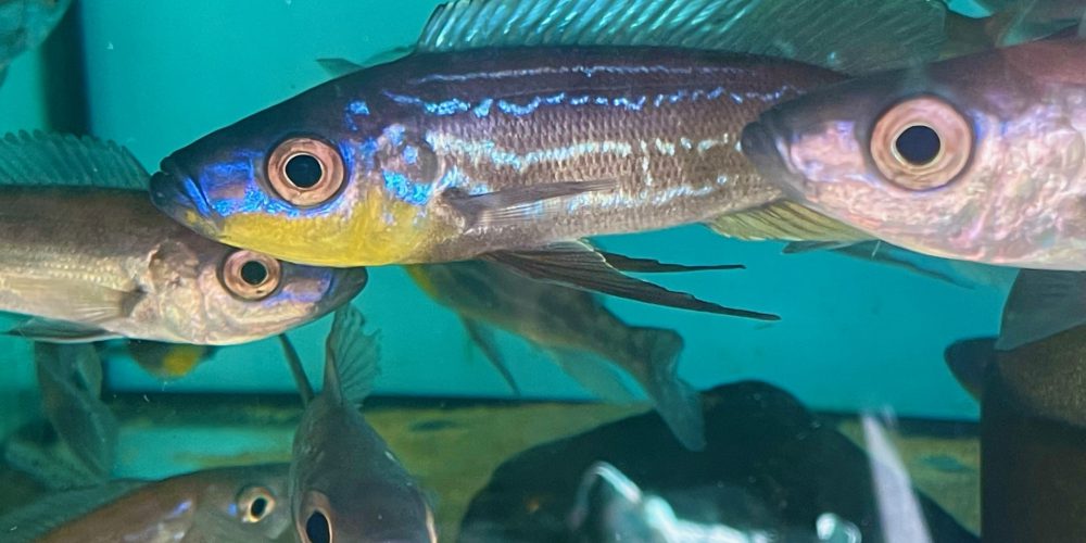 Benthochromis Tricoti Mahale wc