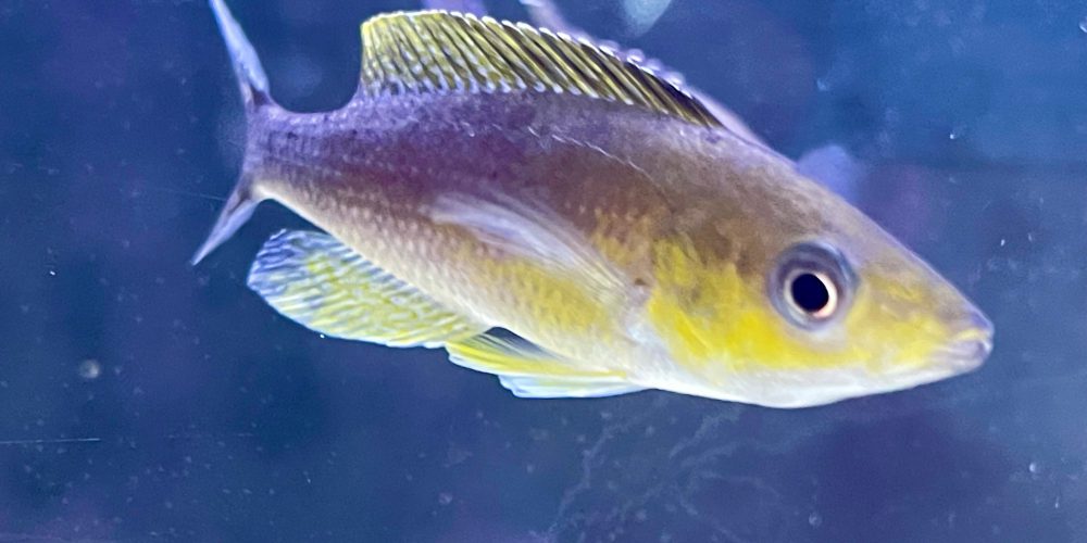 Cyprichromis leptosoma blue Mahale wf First import