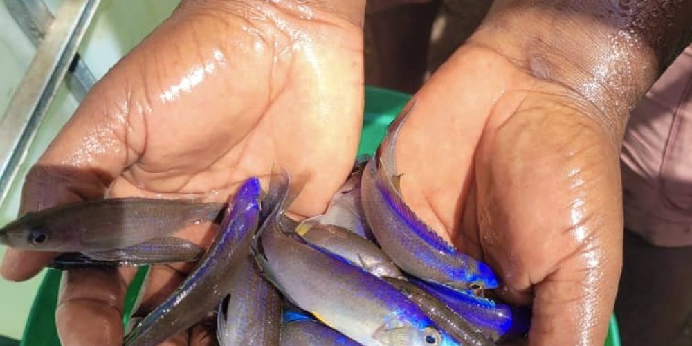 Cyprichromis leptosoma Blue  mahale