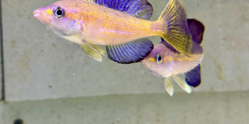 Microlepidotus Magara  Typ 2