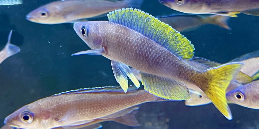Cyprichromis Blue  mahale wf Christmas special 35€  for  one