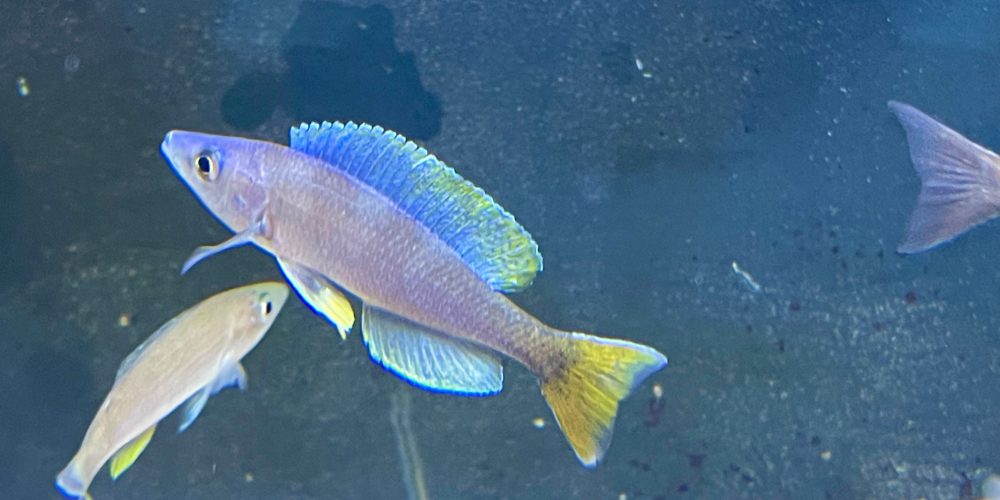 Cyprichromis leptosoma Blue  mahale  wf