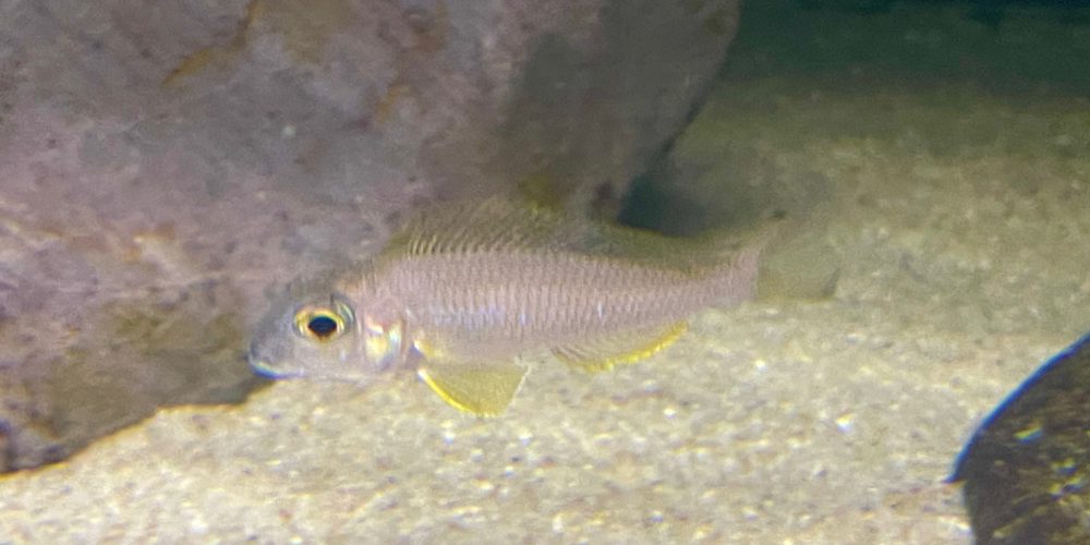 Xenotilapia boulengeri Kekese