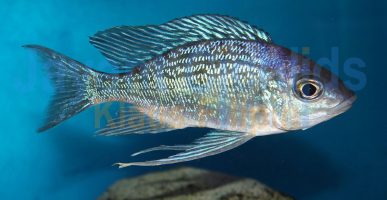 Cyathopharynx foai Nkamba