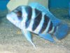 Cyphotilapia frontosa Blue Zaire