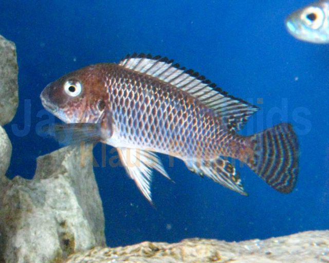Petrochromis famula Kampampa