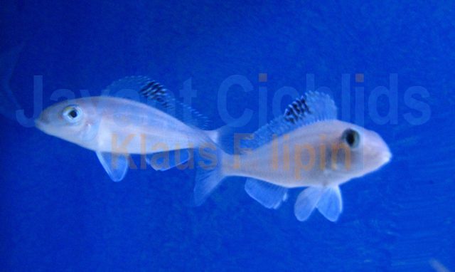 Xenotilapia spilopterus Katoto