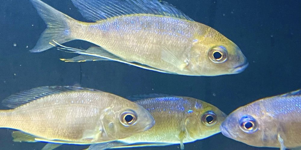 Cyathopharynx furcifer  Mahale  wf