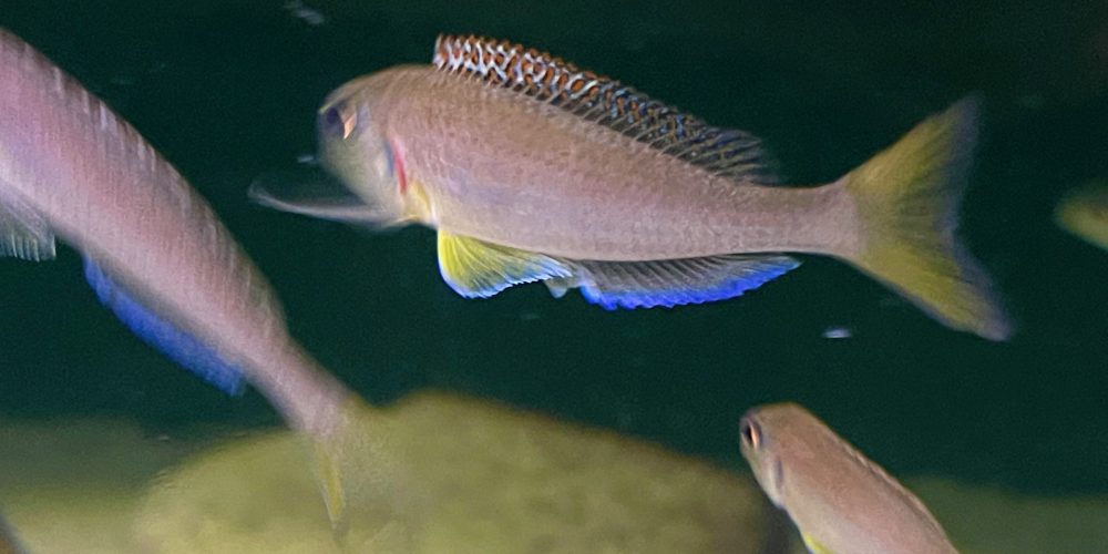 Xenotilapia flavipinnis Kekese