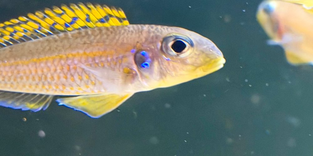 Xenotilapia flavipinnis Kabogo WF   40,50€