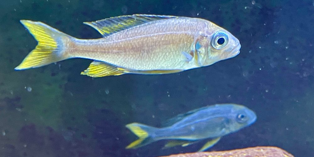 Opthalmotilapia Ventralis  orange  Tanzania
