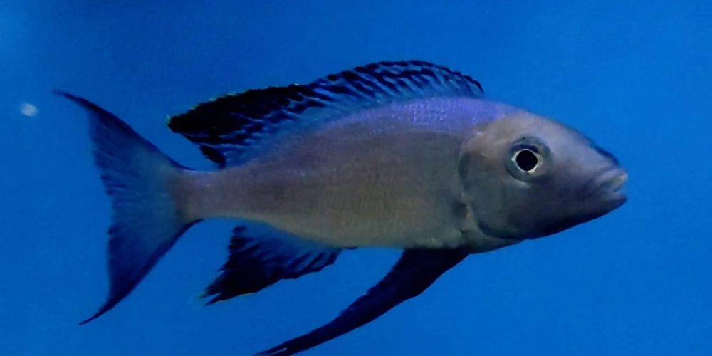 Cyathopharynx furcifer Mboko