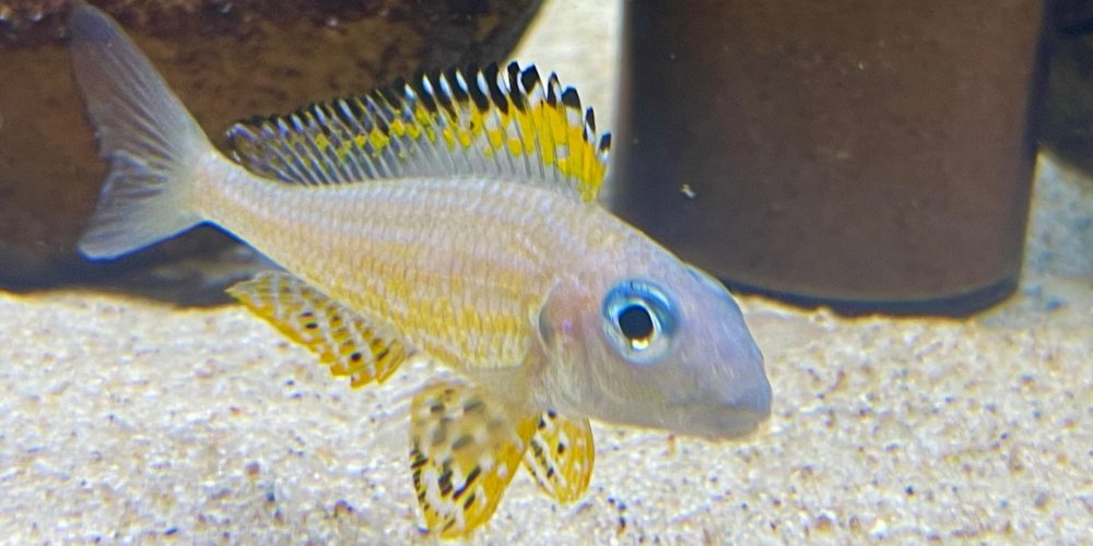 Xenotilapia papilio  Kanoni